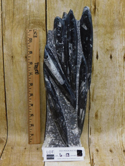 ORTHOCERAS TOWER ROCK STONE LAPIDARY SPECIMEN