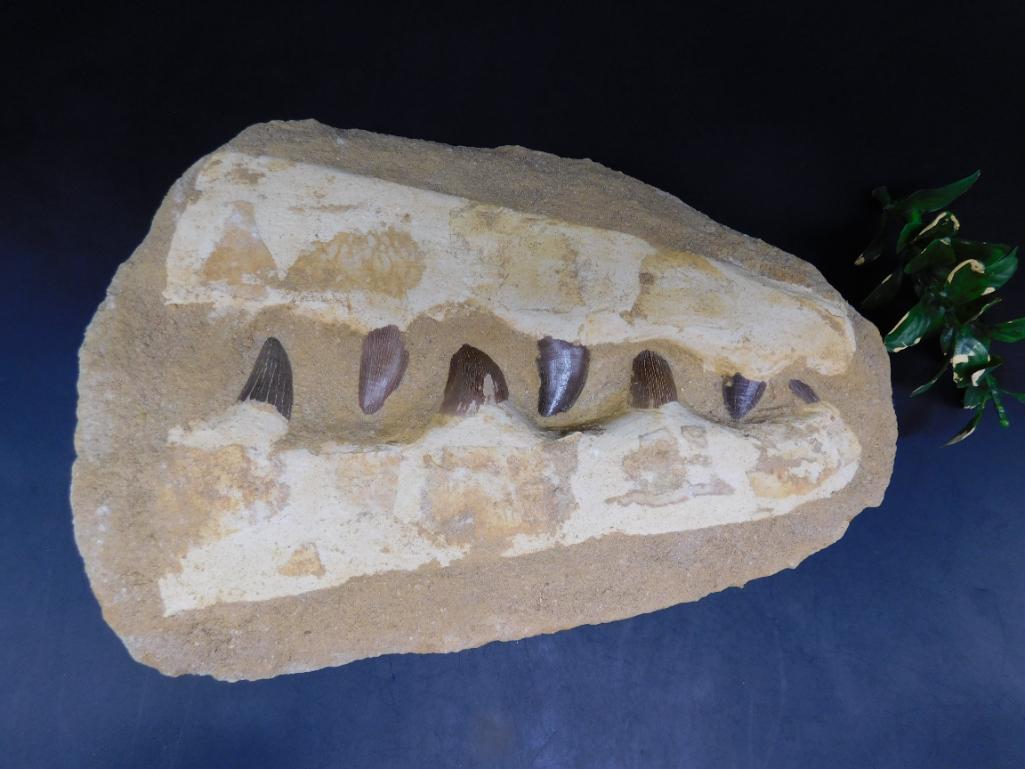 MOSASAUR TEETH IN DISPLAY ROCK STONE LAPIDARY SPECIMEN