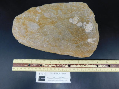 MOSASAUR TEETH IN DISPLAY ROCK STONE LAPIDARY SPECIMEN