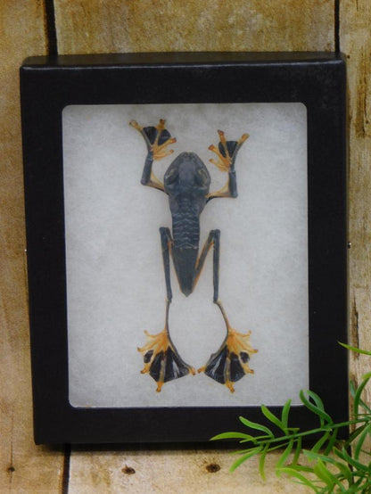 FLYING PARACHUTE FROG IN DISPLAY