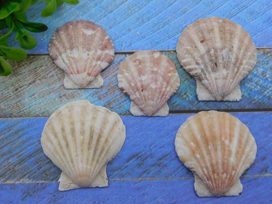 SCALLOP SHELLS 87039