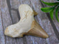 SHARK TOOTH ROCK STONE LAPIDARY SPECIMEN 87171