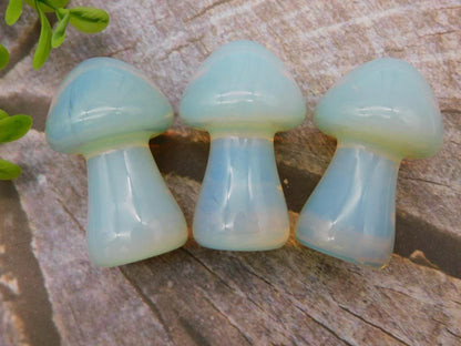 OPALITE MUSHROOM COLLECTION